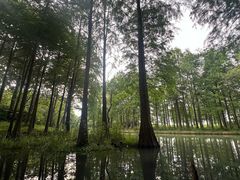 -西溪国家湿地公园