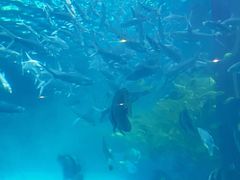-洛阳龙门海洋馆