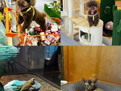 -帕帕拉兹宠物(亚洲旗舰店)