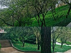 -南山植物园