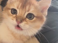 -瑞派福兴宠物医院犬猫全科·骨科·中西医结合(河东店)