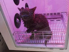 -奈斯宠物医院·核磁CT·异宠专科·内镜(中南店)