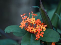 -火炉山森林公园