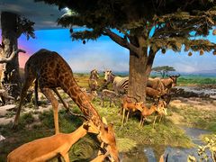 -国家自然博物馆