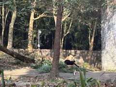 -都江堰中华大熊猫苑