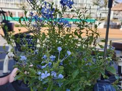 -seeu coffee(江滩店)