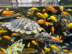 -太平洋海底世界