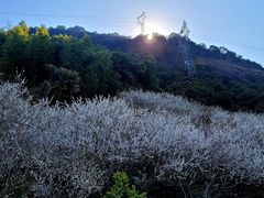 -广州市流溪河国家森林公园