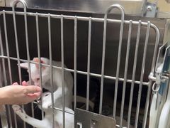 -动物缘宠物医院·骨科·猫科(西二环店)