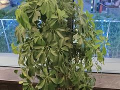 -船家渔(徐州北路店)