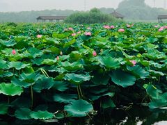 -荷塘月色湿地公园·向阳花洲