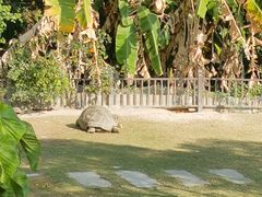 -广东惠东海龟国家级自然保护区