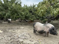 -樂桃源奉贤黄桃种植采摘基地