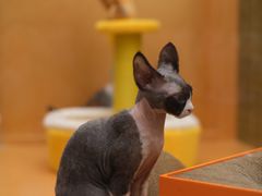 -帕帕拉兹宠物(亚洲旗舰店)