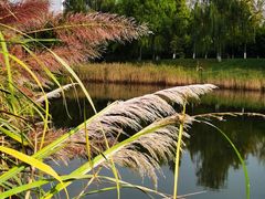 -白鹭湾湿地公园