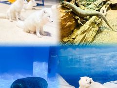 -海合安天津极地海洋公园