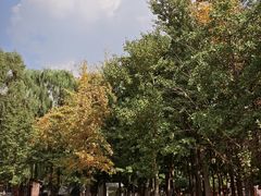 -长白岛森林公园