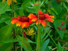 -永定河休闲森林公园