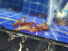 水产区-南山农贸