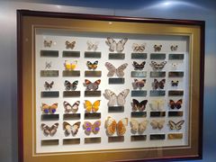 -上海昆虫博物馆