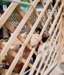 -萌宠亲子动物乐园(槐房万达店)