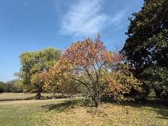 -上海共青森林公园