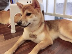 -柯斗斗主题餐厅·狗咖·围炉煮茶·茶饮(国瑞升平里店)