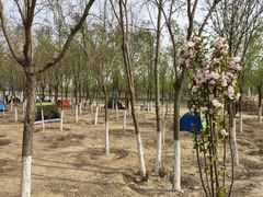 -西青郊野公园