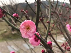 -香雪海