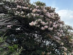 -三清山希尔顿度假酒店·三清轩中餐厅