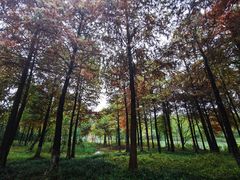 -西溪国家湿地公园