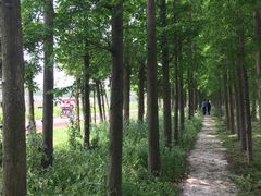 -上海长兴岛郊野公园