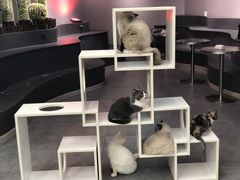 -极木²邸 人与宠物·互动社区