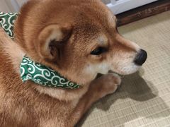 -逗柴咖啡屋·狗咖猫咖宠物桌游