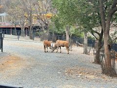 -无锡动物园·太湖欢乐园