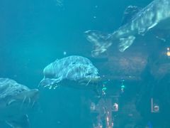 -华夏文旅海洋公园