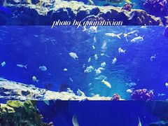 -海合安成都极地海洋公园