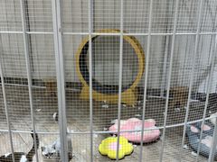 -深圳龙华星河COCO City(民治店)