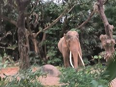 -广州长隆野生动物世界