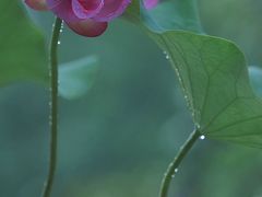 -国家植物园