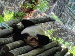 -都江堰中华大熊猫苑