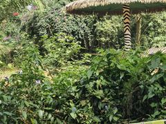 -海南热带野生动植物园