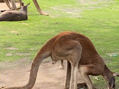 -西霞口神雕山野生动物世界