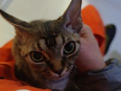 -纳吉亚猫专科动物诊疗中心(蒋宅口分院)