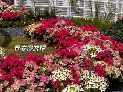 -莲花山公园