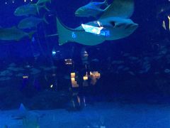 -烟台海昌鲸鲨海洋公园