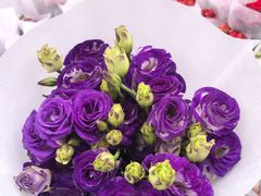 -合肥市裕丰花鸟虫鱼市场-F区