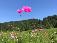 -武陵山森林公园
