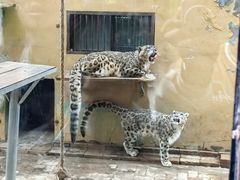 -青藏高原野生动物园