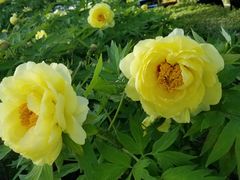-洛阳市隋唐城遗址植物园